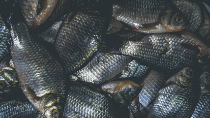 A pile of dead crucian carp in the sink. Cooking fish