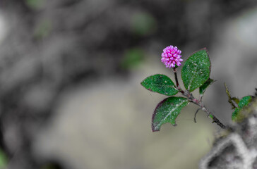 flowers on a branch