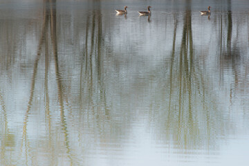 Winter Reflection Of Trees And Ducks On A Wintry Lake, Nature Reserve Kühkopf Knoblochsaue Hesse Germany