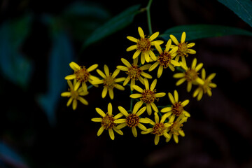 Cute Yellow aster flower