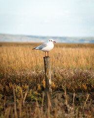 Seagull perched on wooden post in field 