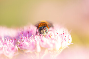 A bee is gathering honey