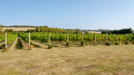 Fototapeta na wymiar Wine Making Vineyard in Summer 