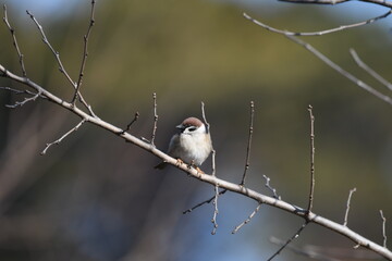 Tree sparrow