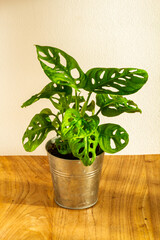 Monstera Monkey Mask. Plant in metal pot. White background.