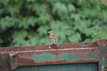 Tree sparrow