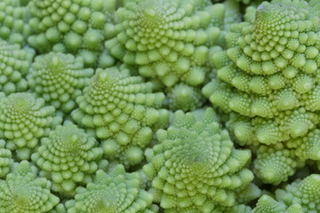 Close-up of natural fractals of Romanesco broccoli (also known as Roman cauliflower, Broccolo Romanesco, Romanesque cauliflower or simply Romanesco). Viewed from above, abstract full frame photo.