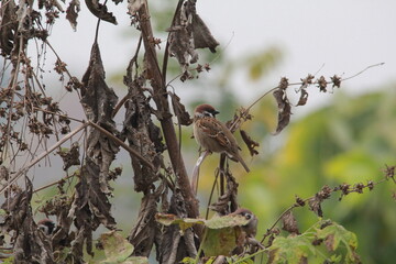 Tree sparrow