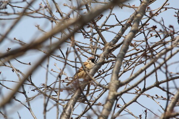 Tree sparrow