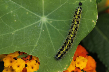 Raupe des Großen Kohlweißling  Pieris brassicae
