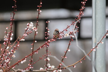 Tree sparrow