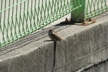 Tree sparrow