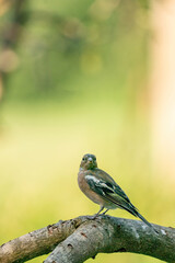 Close-up of a beautiful finch sitting on a branch in the forest. Beautiful green and yellow light in background