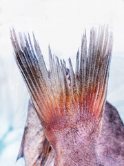 Tail of a food fish, conceptual photo