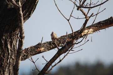 Tree sparrow