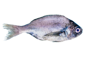 Bream food fish isolated on white