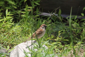 Tree sparrow