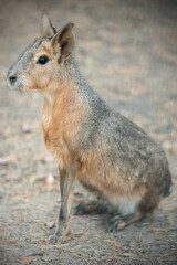 Patagonian mara (Dolichotis patagonum) is a relatively large rodent in the mara genus (Dolichotis). It is also known as the Patagonian cavy