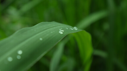 green leave after rain