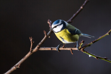Blue Tit Cyanistes Caeruleus