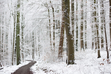 Fototapeta premium Winterwald, Schnee, Wanderweg, Waldspaziergang, Winteranfang, Wald, Waldweg, Natur, outdoor 
