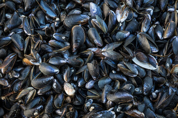 Blue Mussels