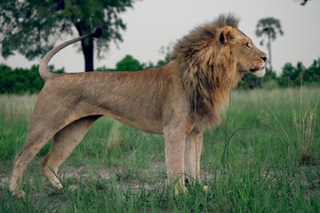Fototapeta na wymiar african lion panthera leo