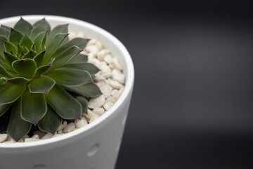 Suculenta num vaso branco com pedrinhas