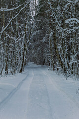 Obraz premium Forest road