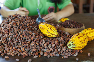 inspecting cocoa beans for quality by hand
