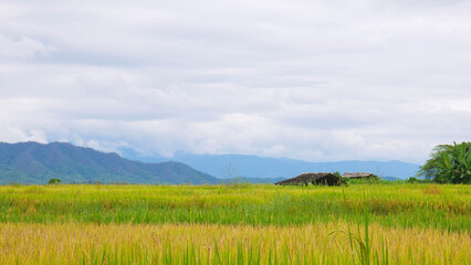 Fototapeta premium Rice fields and sky with mountain