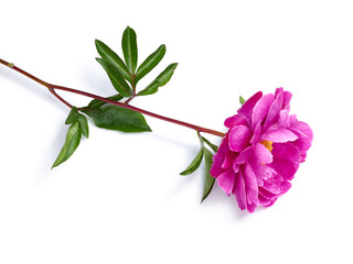 Beautiful pink peony flower isolated on white background