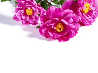 Fototapeta na wymiar Pink peony flowers over white background