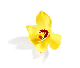 Naklejka na ściany i meble Beautiful yellow orchid flower isolated on white background