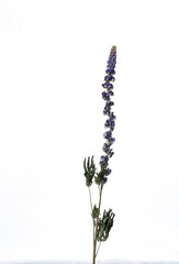 Delphinium Isolated on a white background dry flower with crumpled parts of dry leaves and petals with a part of dry stem. Herbarium of ordinary flowers improperly dried.