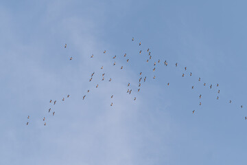 Grupo de aves en un cielo azul