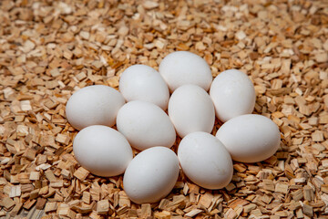  white eggs on wooden sawdust