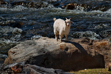 Russia. South of Western Siberia, Mountain Altai. A young goat stands on top of a huge rock on the...