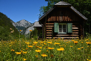 Fototapeta na wymiar old wooden house in the mountains and yellow flowers in grass