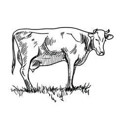 Drawing of a cow in a meadow. Vector illustration.