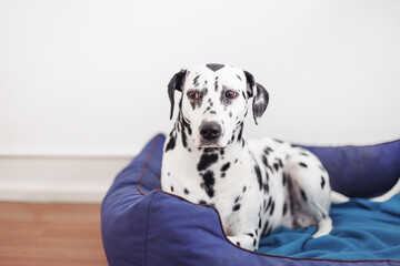 An adult Dalmatian on a blue dog bed, white wall background 