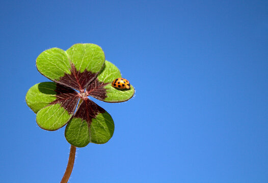 Ein vierbl&auml;ttriges Kleeblatt mit einem Marienk&auml;fer vor blauem Hintergrund 