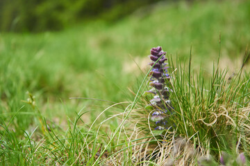 Bergblumen im Sommer