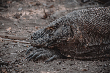 Komodo dragon, the biggest lizard, the last dinosaur. Reptile.	