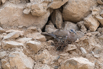Nido de ave silvestre sobre rocas