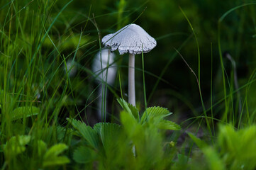 white mushroom on grass
