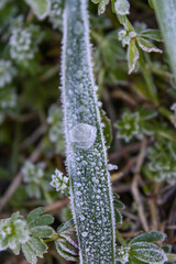 Frost on the Green leaves of a plant The grass covered with hoarfrost.