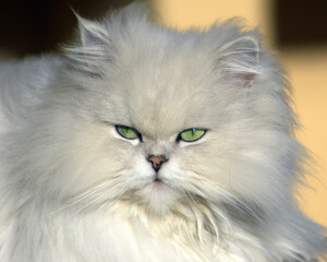 Fototapeta na wymiar Chinchilla longhair cat