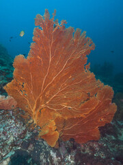 Fototapeta na wymiar Gorgonian seafan in a coral reef (Mergui archipelago, Myanmar)