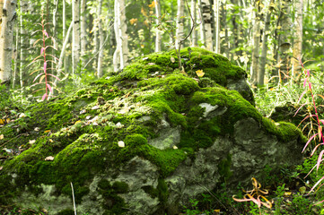 green moss on a stone